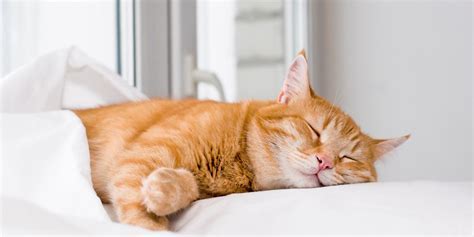 The Science Behind Feline Reveries: Insights from Research