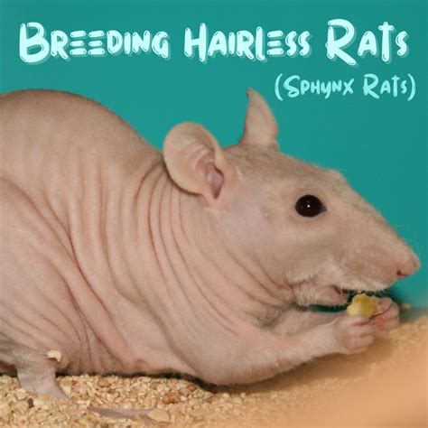 The Science Behind Hairless Rats: Genetic Mutations and Breeding