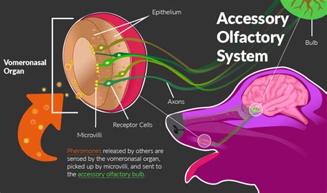 The Science Behind It: Exploring the Biological Reasons Why Canines Possess a Powerful Olfactory System