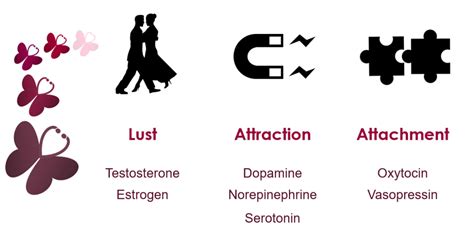 The Science Behind Love: Understanding the Psychology and Chemistry