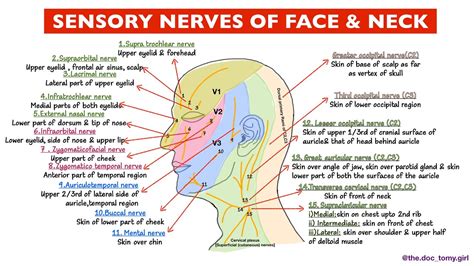 The Science Behind Sensations on the Scalp and Neck