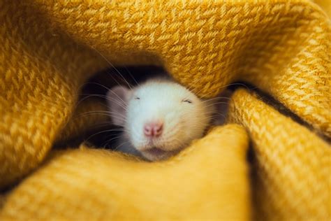 The Science Behind Sleep Patterns: Enhancing the Blissful Rodent Vision Encounter