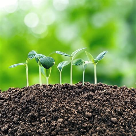 The Science Behind Soil: Revealing the Secrets of Earth's Hidden Microbiome