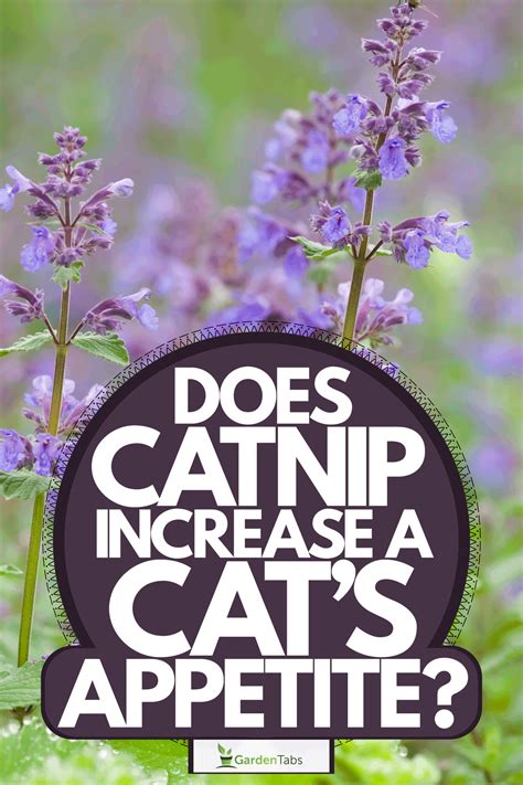 The Science Behind a Cat's Appetite