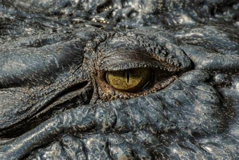 The Science Behind the Occurrence of Crocodile Tears