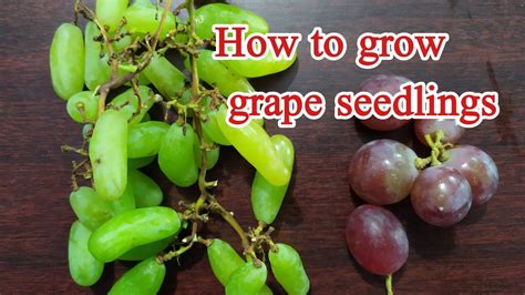 The Science Behind the Perfect Grape: From Seed to Harvest