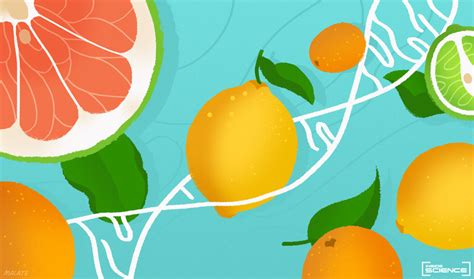 The Science Behind the Remarkable Growth of Citrus Fruits