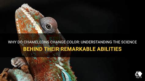 The Science Behind the Transformation: Understanding Chameleon Pigments