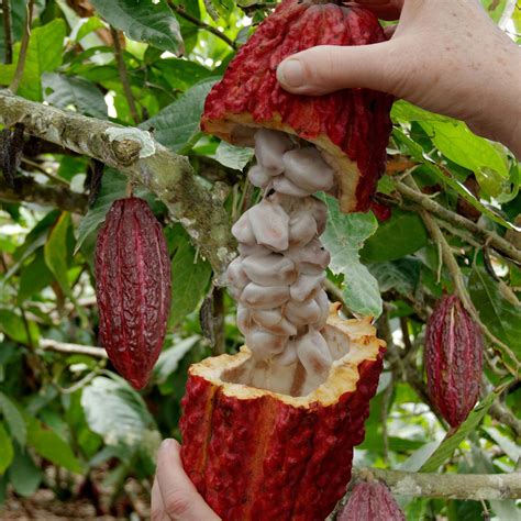 The Science Behind the Velvety Consistency of Cocoa-colored Legumes