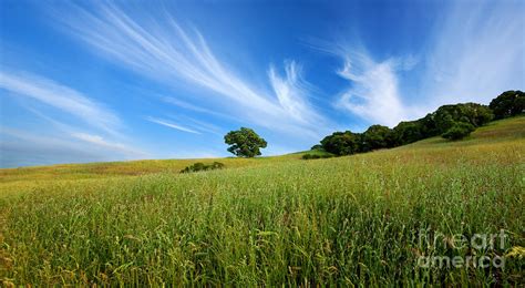 The Science Behind the Vibrant Color of Verdant Fields and Their Calming Effects