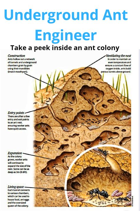 The Science of Ant Colonies