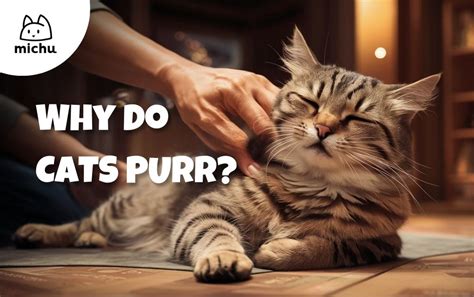 The Science of Feline Purr: