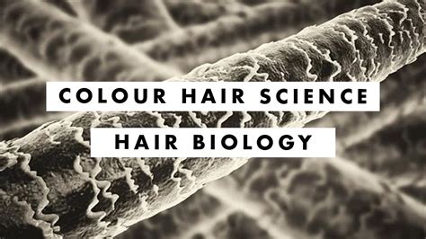 The Science of Hair: Understanding the Biology of Exquisitely Styled Hair