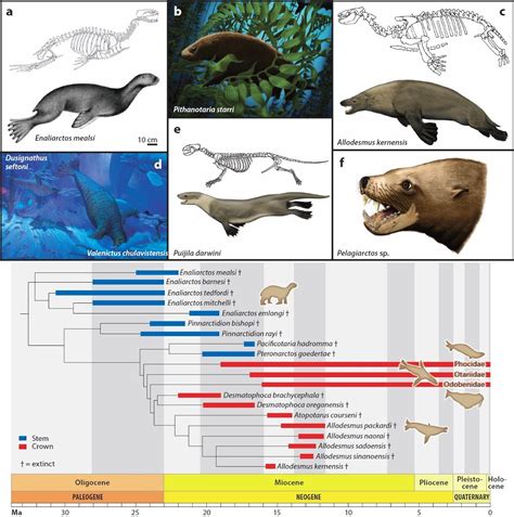 The Scientific Feasibility of an Aerial Pinniped