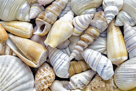 The Scientific Significance of Seashells: Insights into Marine Life