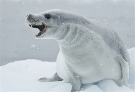 The Seal as a Creature of Adaptability and Resourcefulness