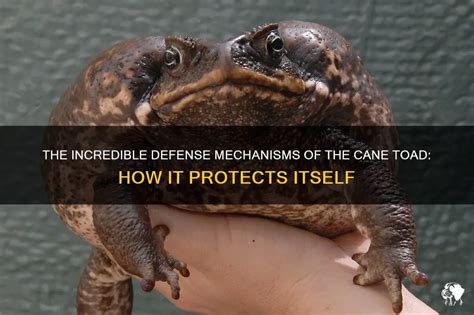 The Secret to Survival: The Defense Mechanisms of the Cane Toad