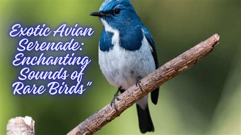 The Serenade of the Avian Troubadour: Exploring the Enchanting World of Birdsong