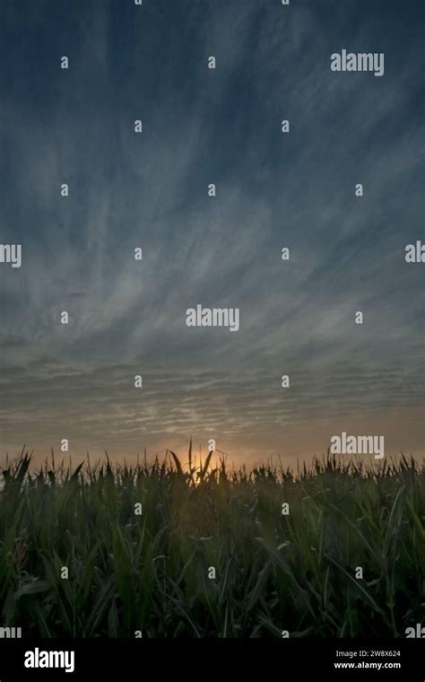 The Serene Beauty of a Cornfield