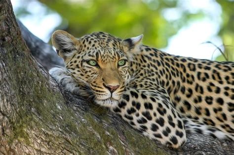 The Significance and Historical Background of Leopard's Spotted Coat