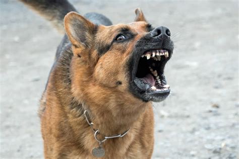 The Significance and Interpretation of Imagining a German Shepherd Aggression