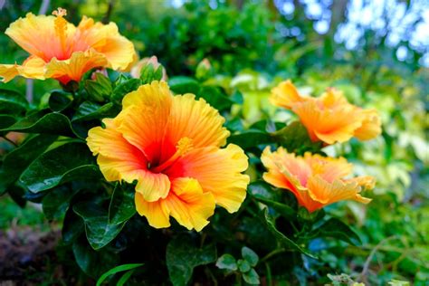 The Significance and Symbolic Meaning of White Hibiscus Flowers