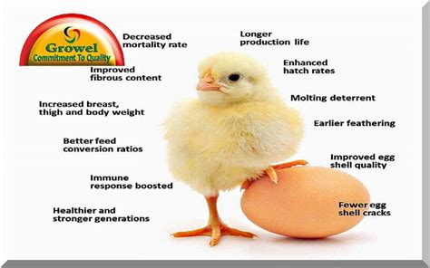 The Significance of Adequate Nutrition for Healthy and Profitable Poultry