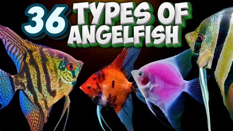 The Significance of Angel Fish in Various Cultures and Mythologies