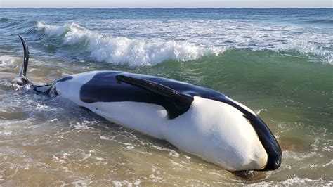 The Significance of Beached Orca Whales on Marine Ecosystems