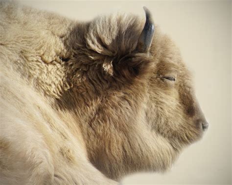 The Significance of Bison in Indigenous Native American Beliefs and Spirituality