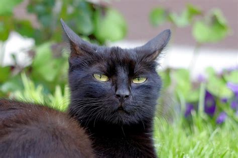 The Significance of Black Cats in Various Cultures and Belief Systems