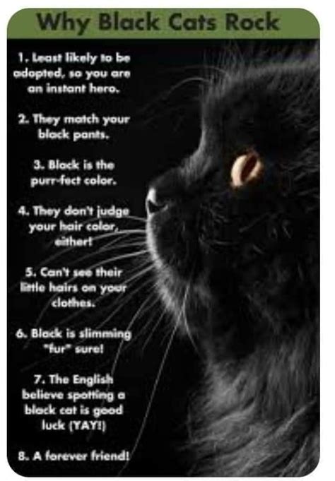 The Significance of Black Cats in various Cultures