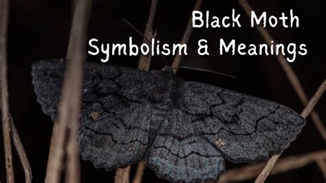 The Significance of Black Moths in Your Dreams