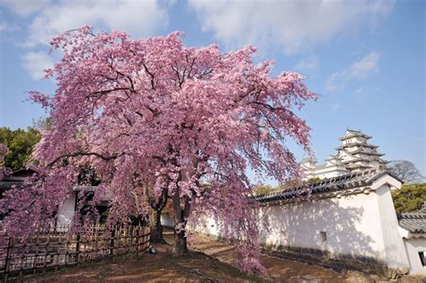 The Significance of Blossom-Filled Trees in Various Cultural Traditions