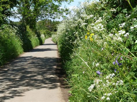 The Significance of Bramble Hedgerows in Folk Beliefs and Ancient Stories