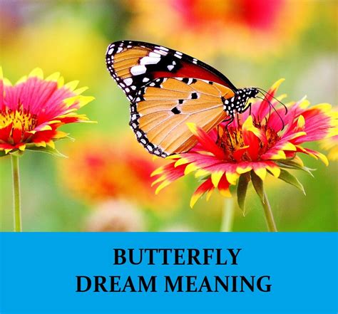 The Significance of Butterflies in Dream Symbolism