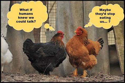 The Significance of Chickens in Communicative Expression