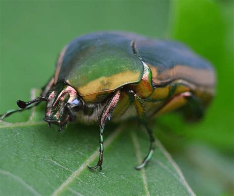 The Significance of Color in Bug Imagery: Exploring its Role