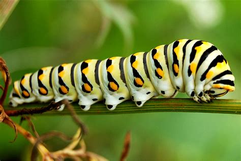 The Significance of Colors in Caterpillar Dream Symbolism