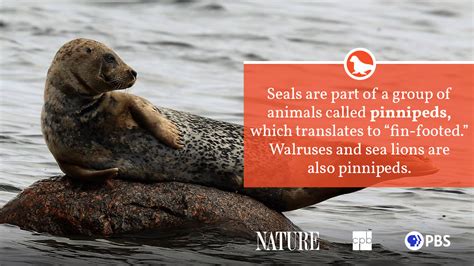 The Significance of Conservation Efforts for Seals