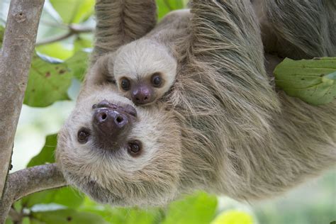 The Significance of Conservation Initiatives for Young Sloths