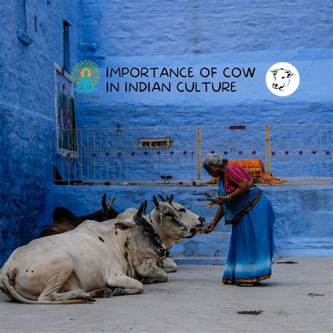 The Significance of Cows in Culture