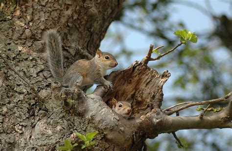 The Significance of Creating a Secure Habitat for Squirrels