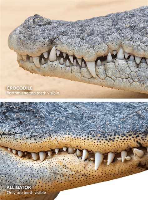 The Significance of Crocodile Teeth: A Window into Ancient Perspectives