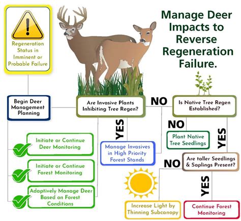 The Significance of Deer in Ecosystems