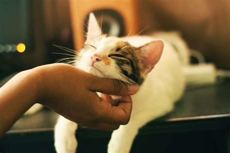 The Significance of Desiring Physical Affection with a Majestic Feline: Exploring the Deep Symbolism