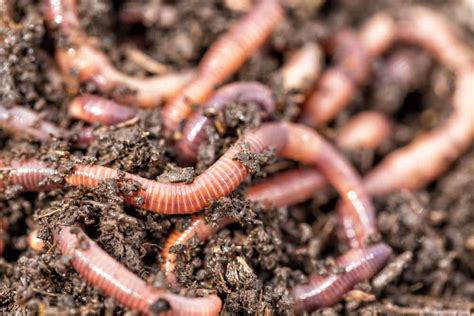 The Significance of Different Varieties of Living Worms