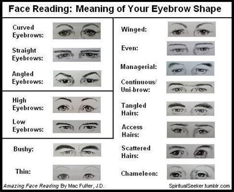 The Significance of Double Eyebrows from a Psychological Perspective