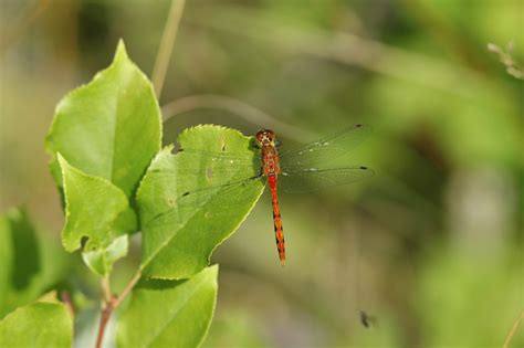 The Significance of Dragonflies in Ecosystems: Unraveling Their Vital Role as Predators