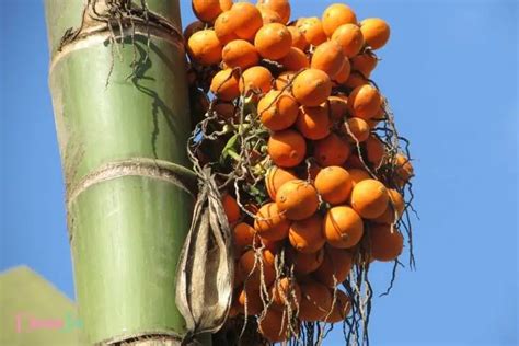 The Significance of Dreaming About Consuming Palm Nut Core